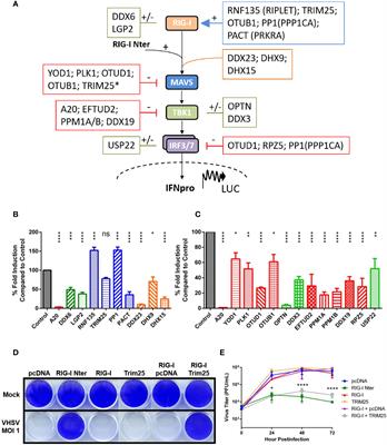 Deciphering the Fine-Tuning of the Retinoic Acid-Inducible Gene-I Pathway in Teleost Fish and Beyond